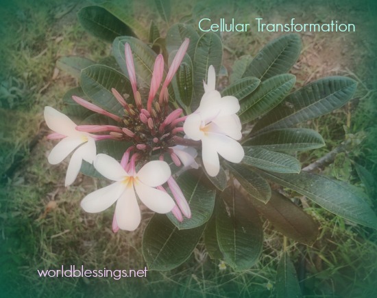 Cellular Transformation