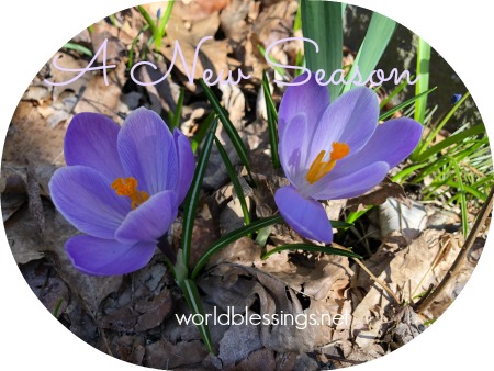 Guided Meditation for a New Season